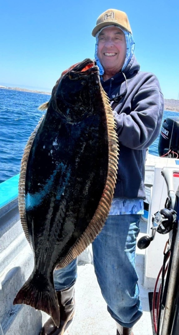 Halibut 