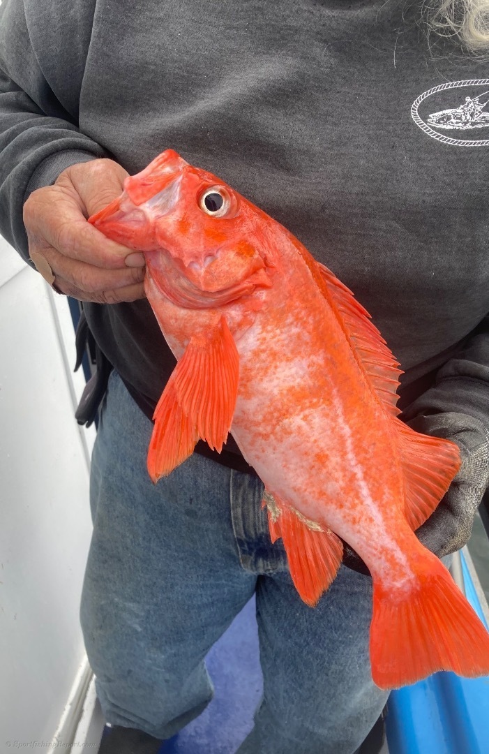 Fish Report - Cover Photo