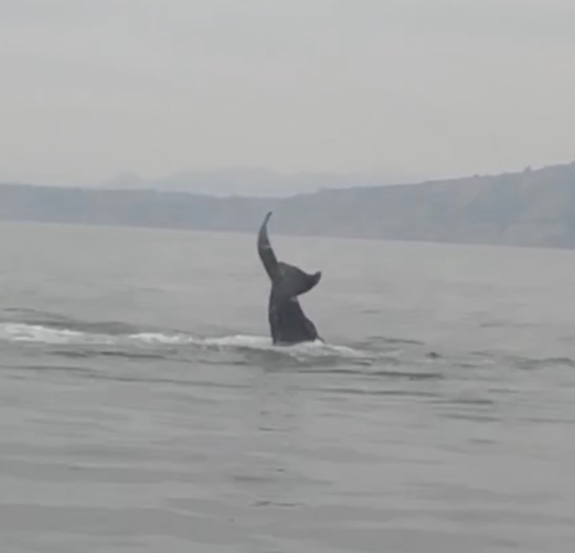 Whale Watch Report Image