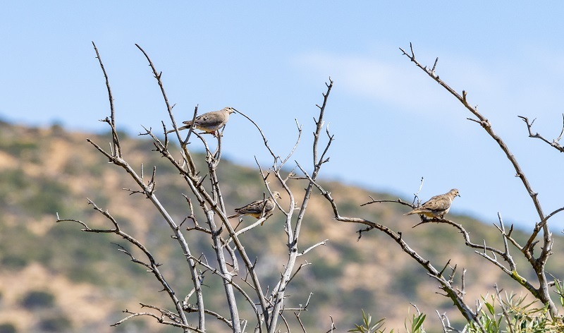 Sept. 1 Dove Opener Marks Celebratory Start to California's Hunting Seasons cover picture
