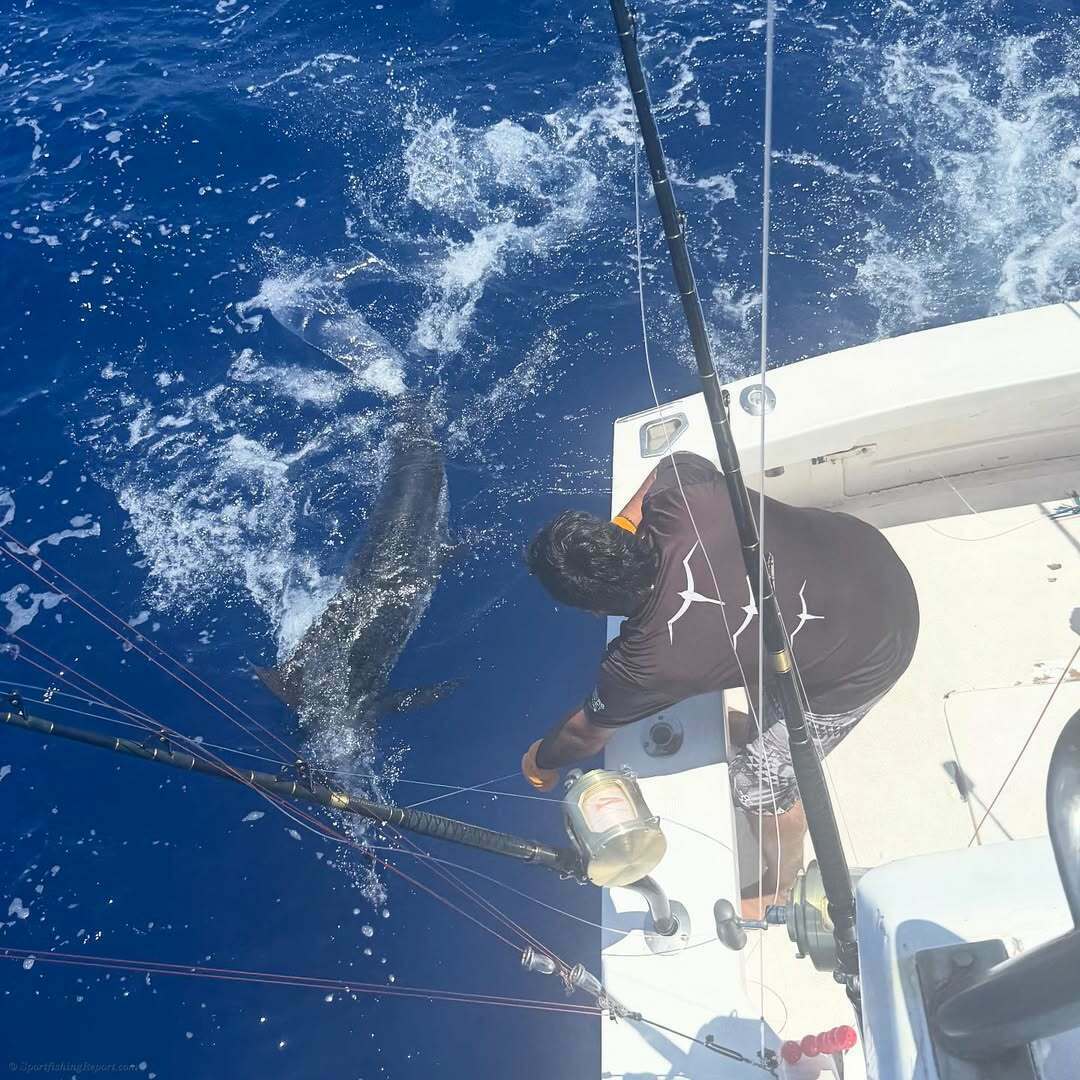 150 lb. Blue Marlin