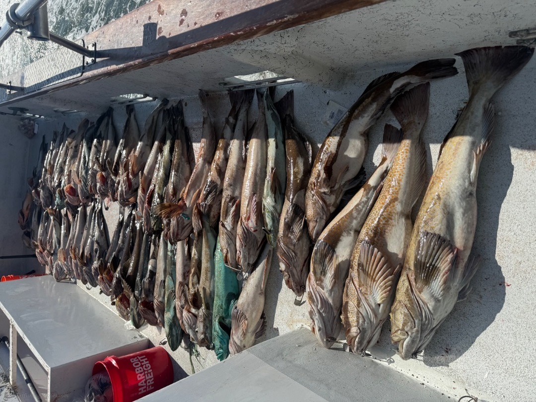 Farallon island rockfish and Lingcod 