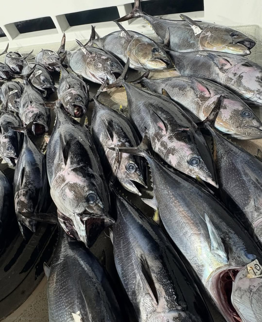 Fish report photo