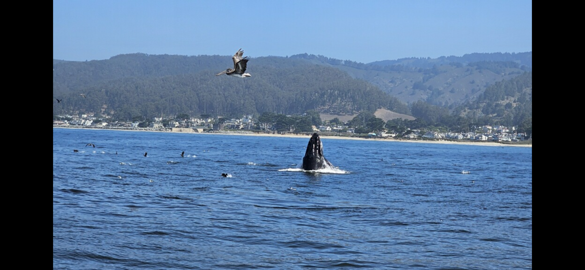 Whale Watch Report Image