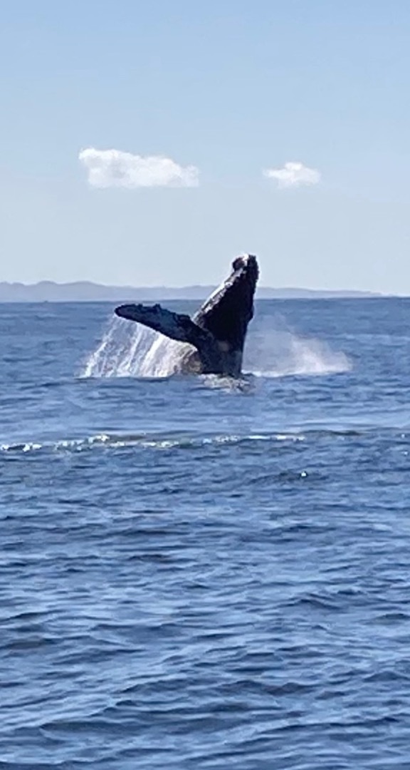 Whale Watch Report Image