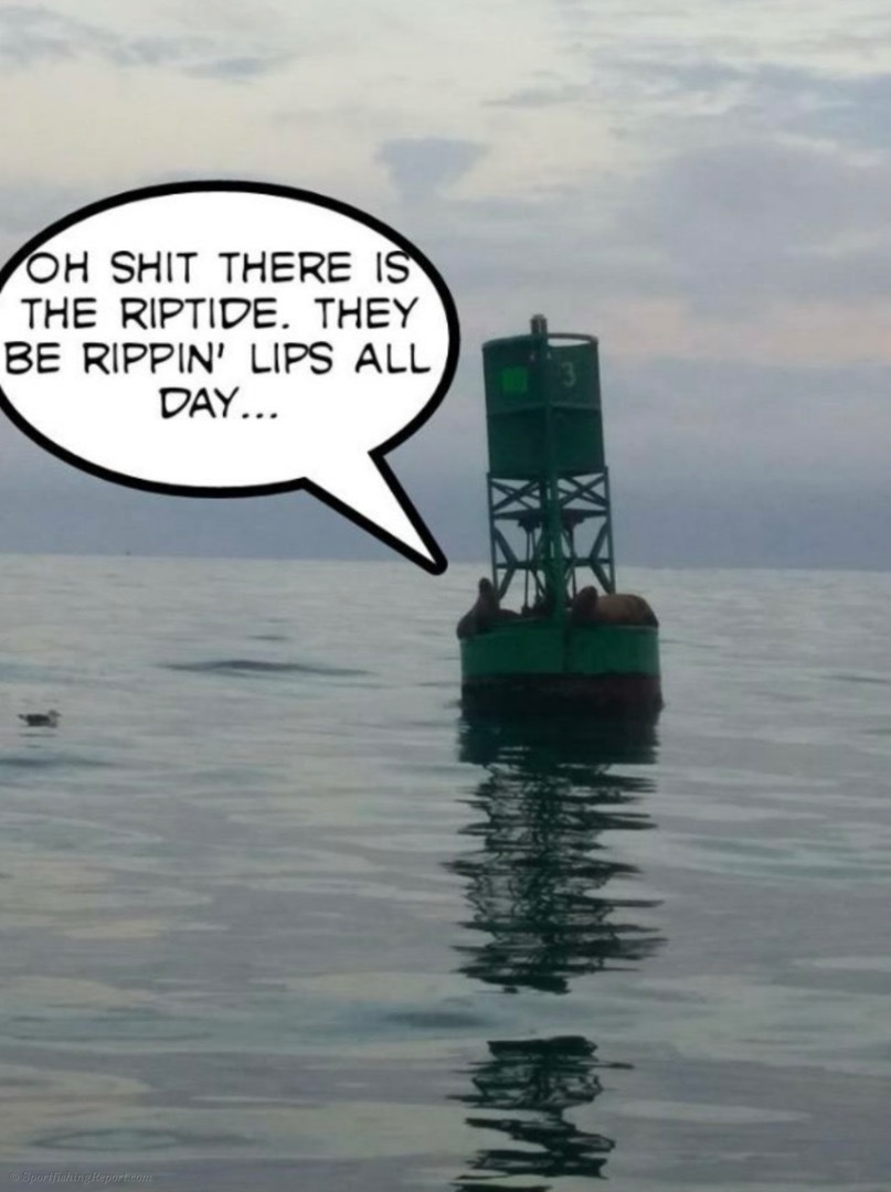 Fish Report - Cover Photo