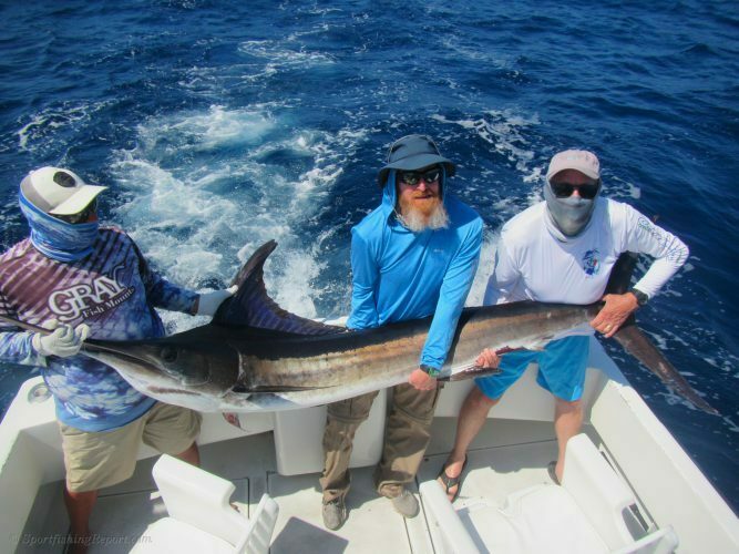 130 lb. Striped Marlin