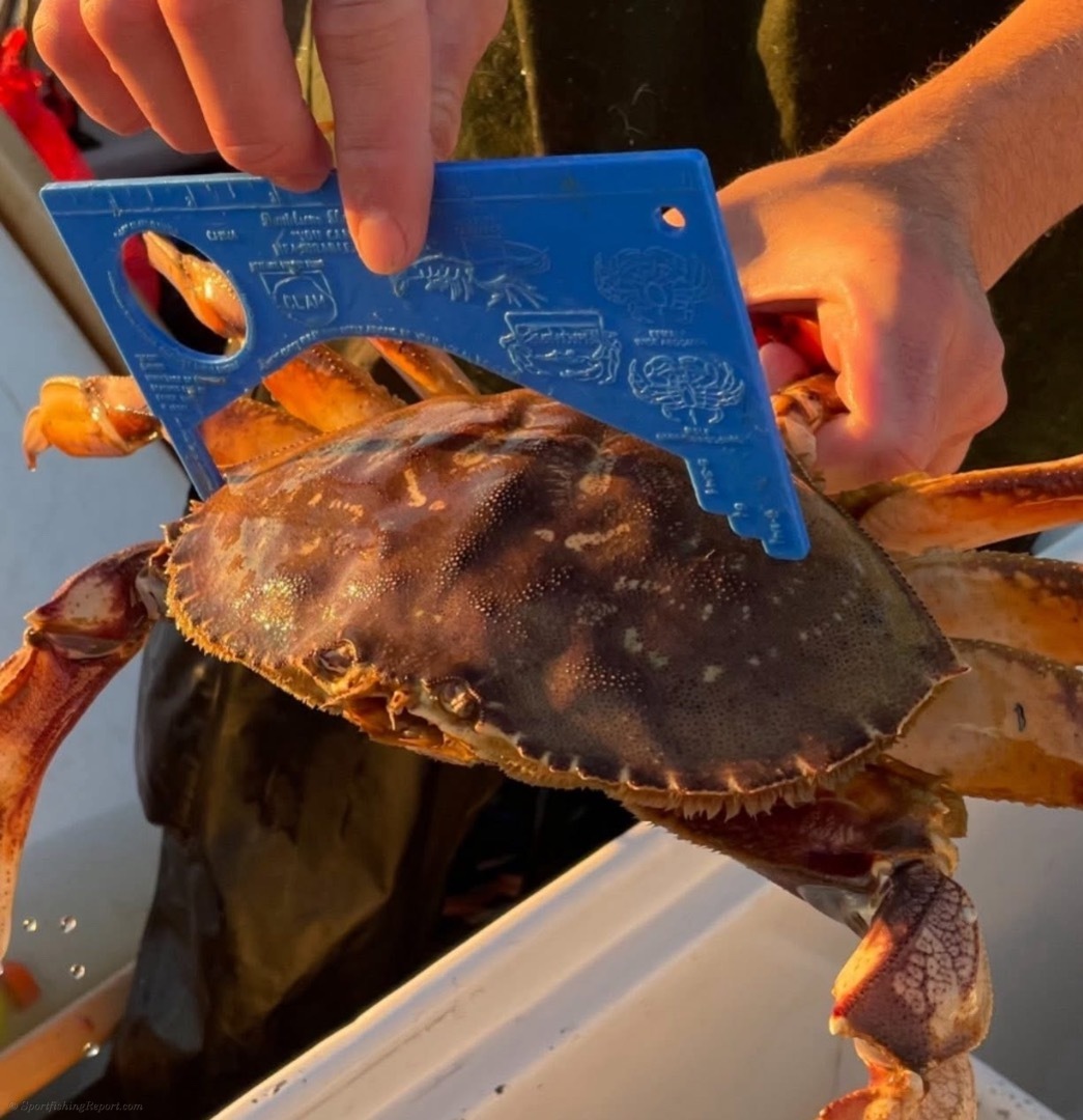 Happy Thanksgiving !! A couple more “Groundhog Day” trips… limits of Crabs & Rockfish yet again.