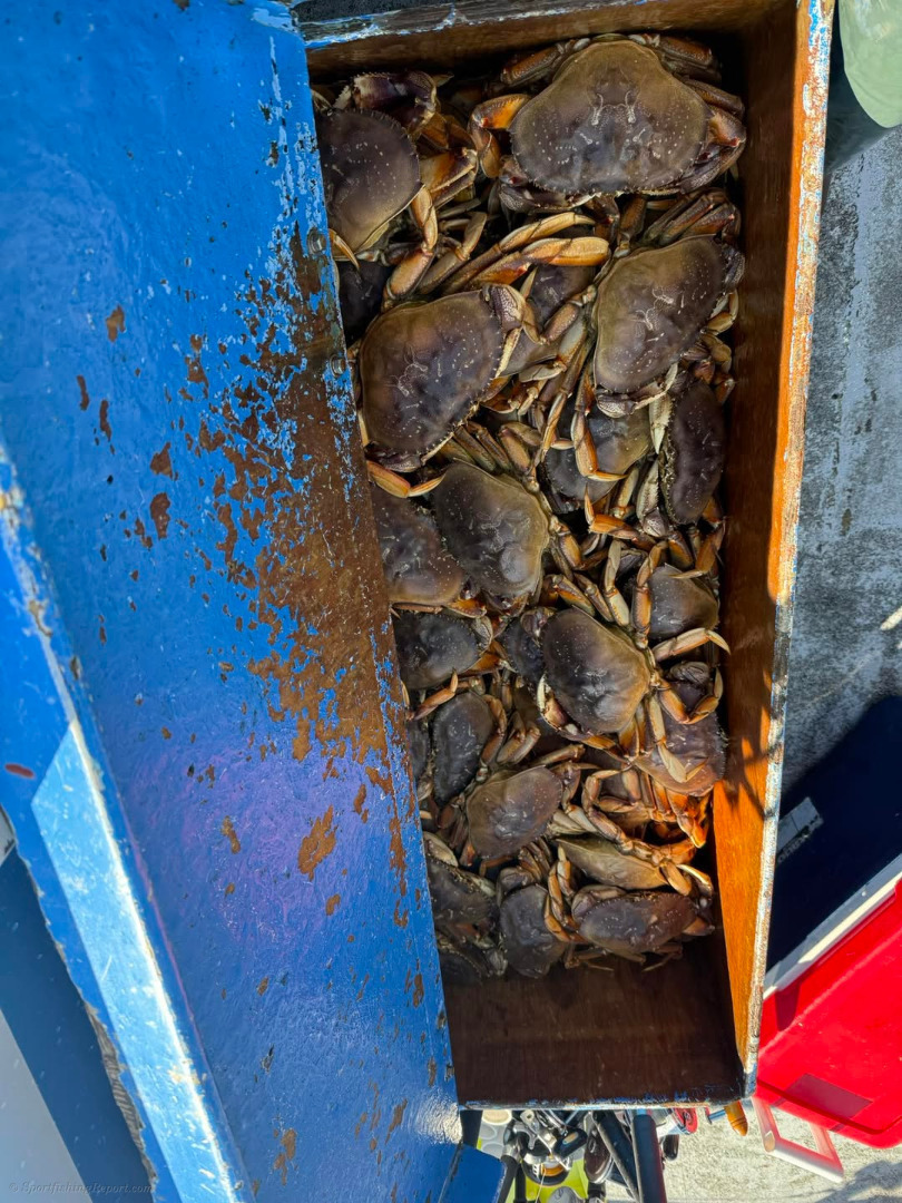 34 Limits of Rockfish and Crab