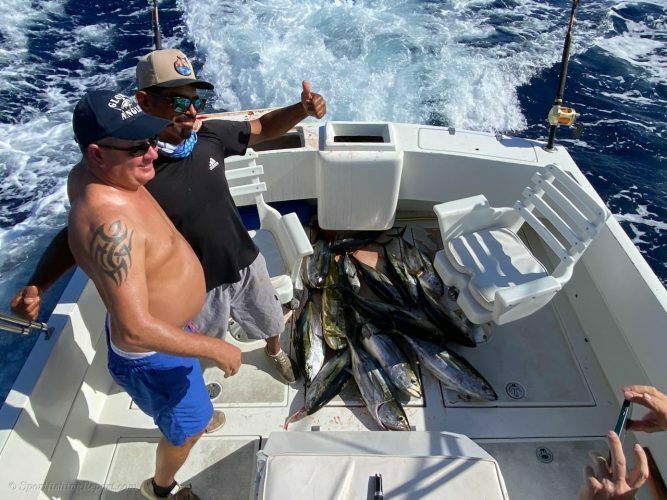 Twelve Football Size Yellowfin Tuna