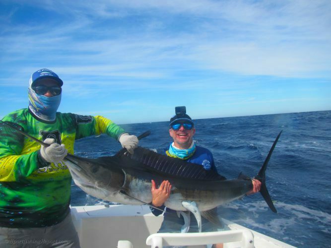 Two 120-130 LB. Striped Marlin