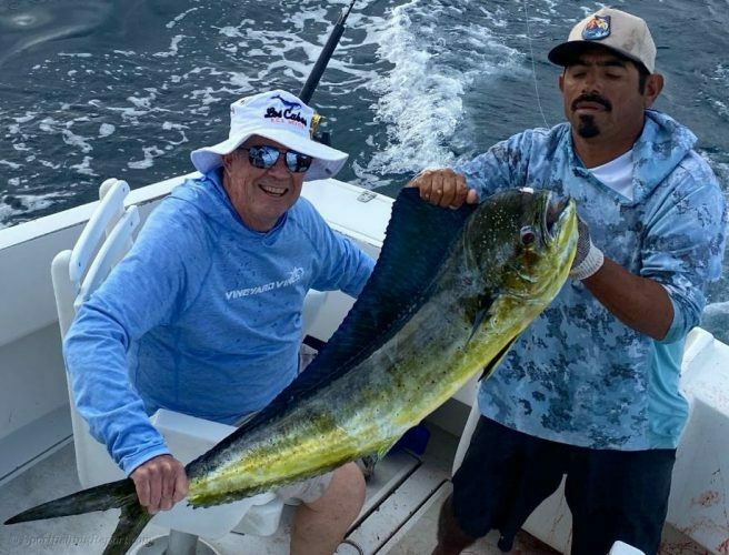 Two 25LB. and 30LB. Dorados and Fifteen Sierra Mackeral