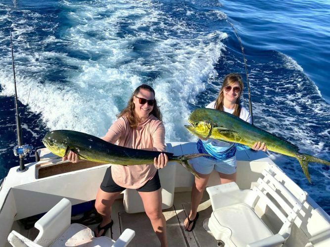 One Mako Shark and Three 15-20 LB. Dorado