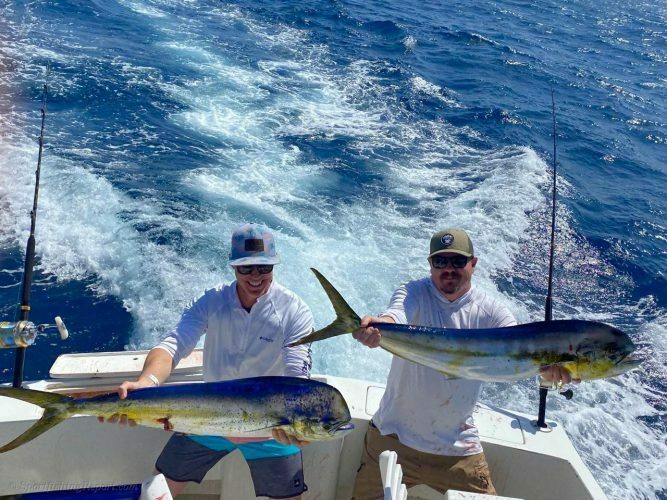 Two 18-20 LB. Dorado