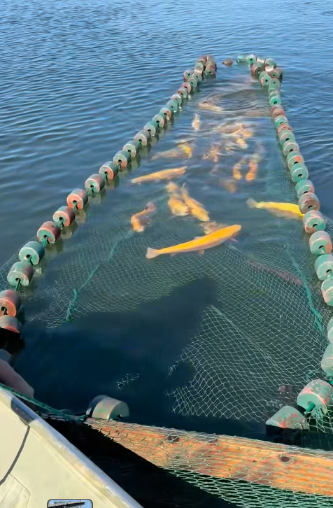 700lbs was released today