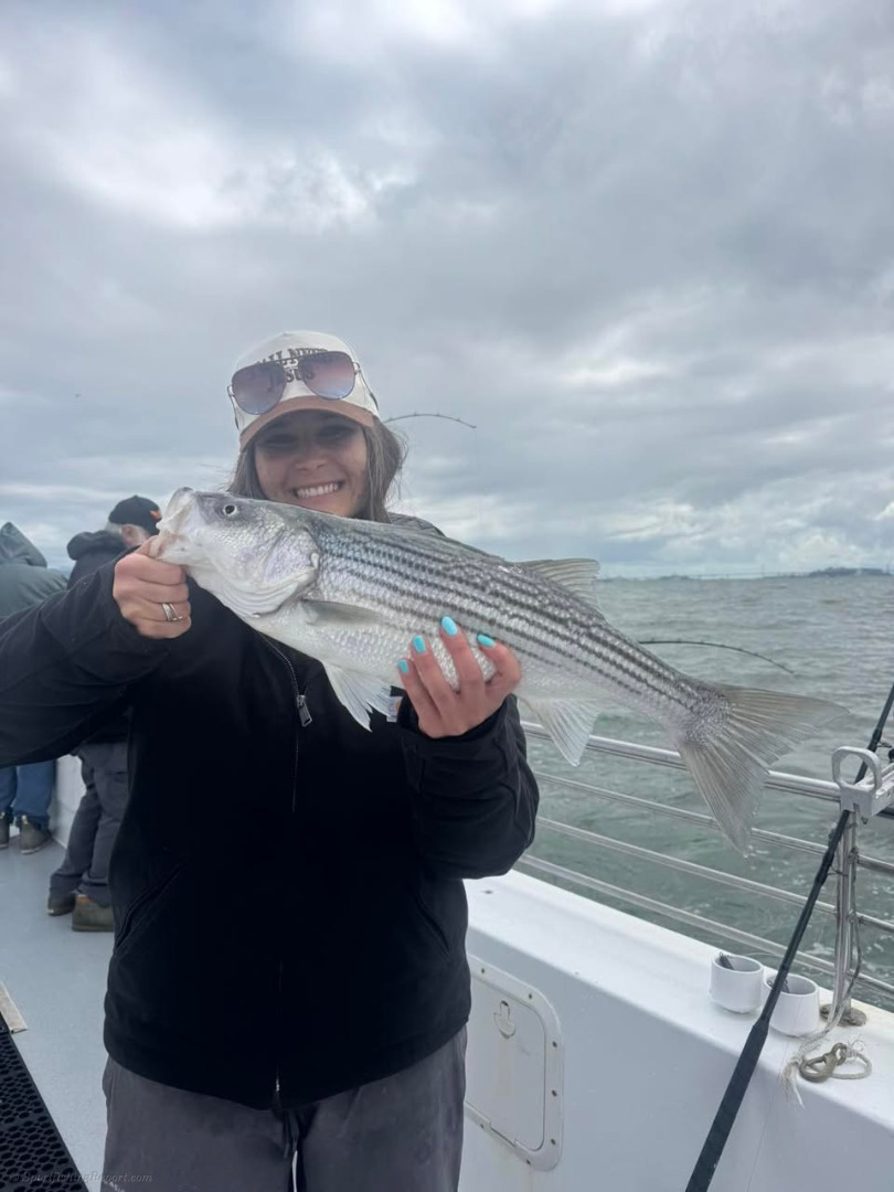 The striped bass are filling up the San Francisco Bay waters
