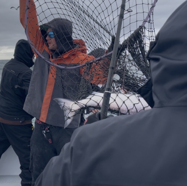 2026 Salmon season… so far !!