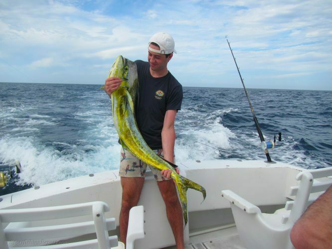 One 20 LB. Dorado