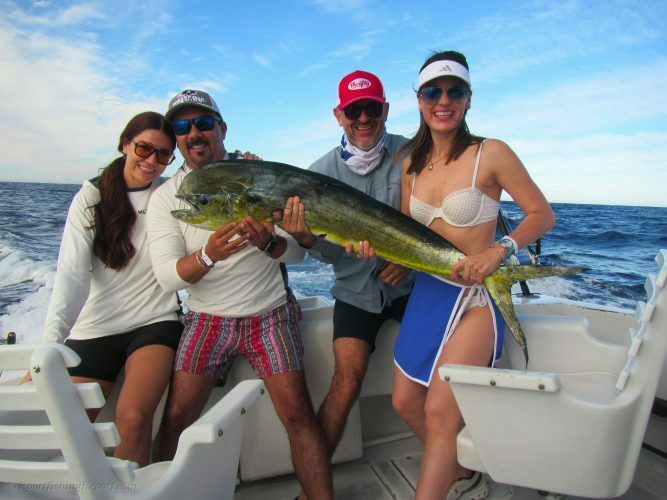 Two 15-20 LB. Dorado