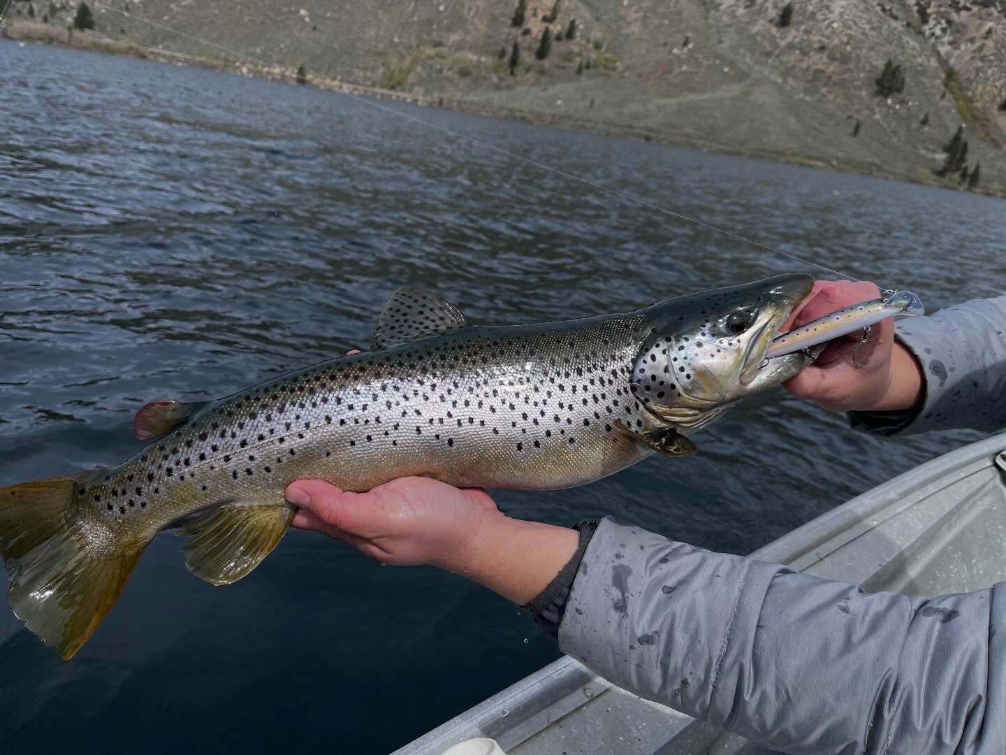 6lb Brown on a KC lure