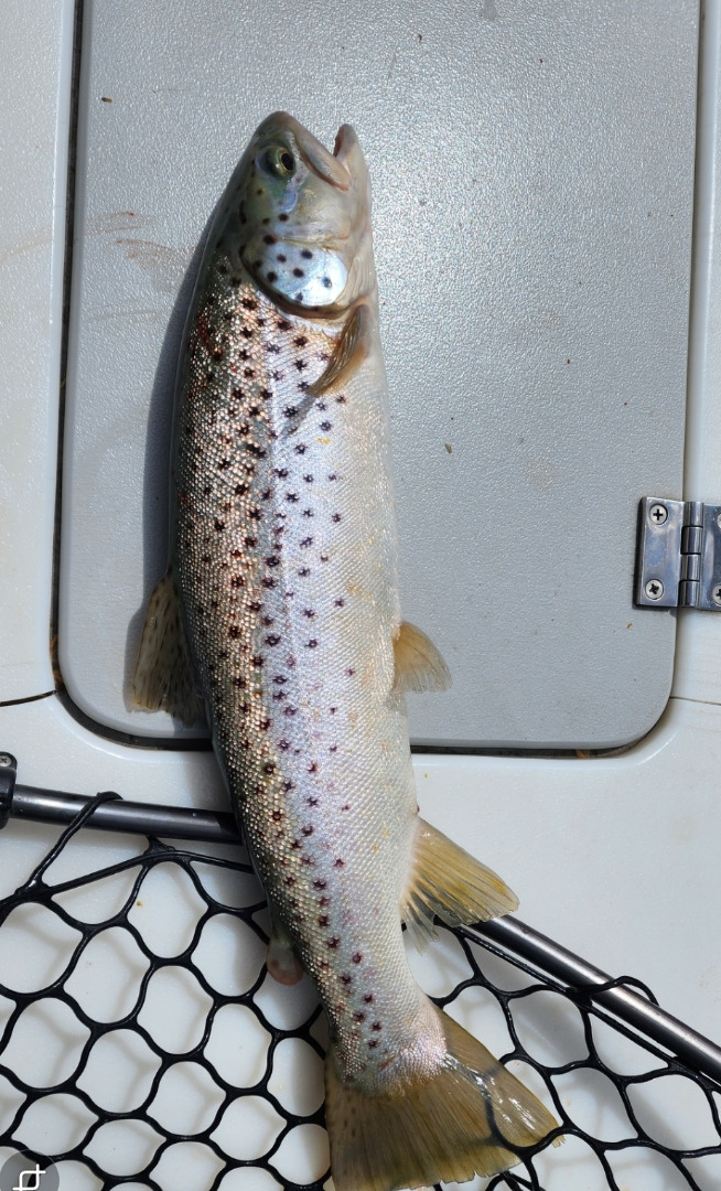 Lake Davis Fishing Report