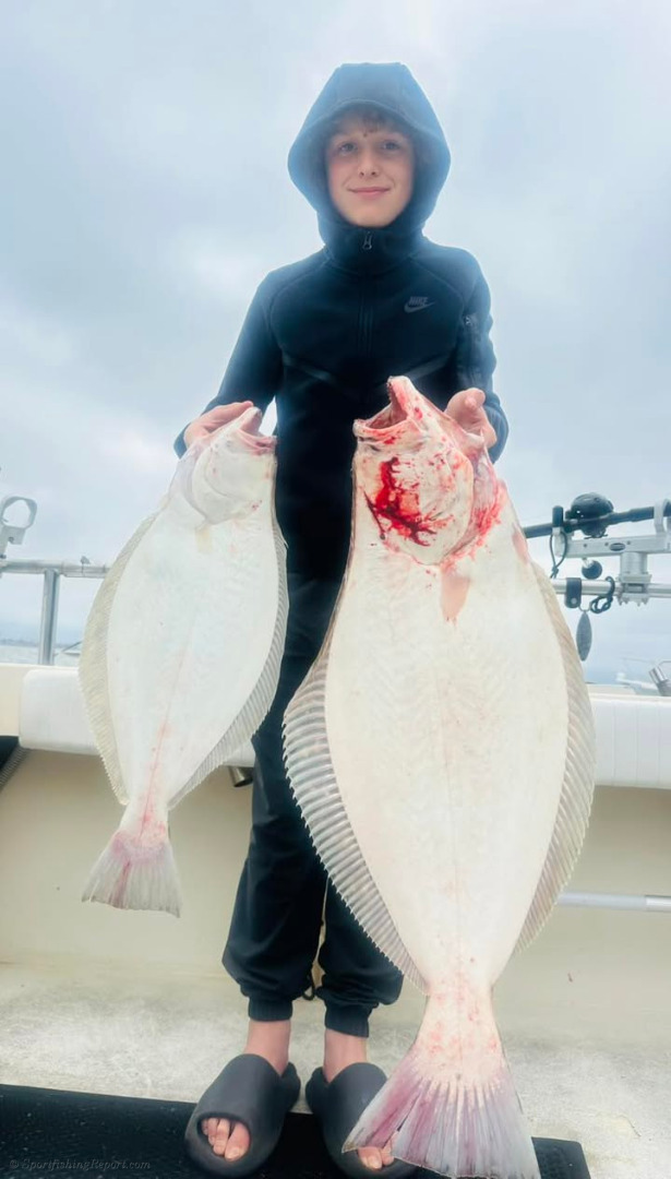 LIMITS of halibut best quality of the year!!!