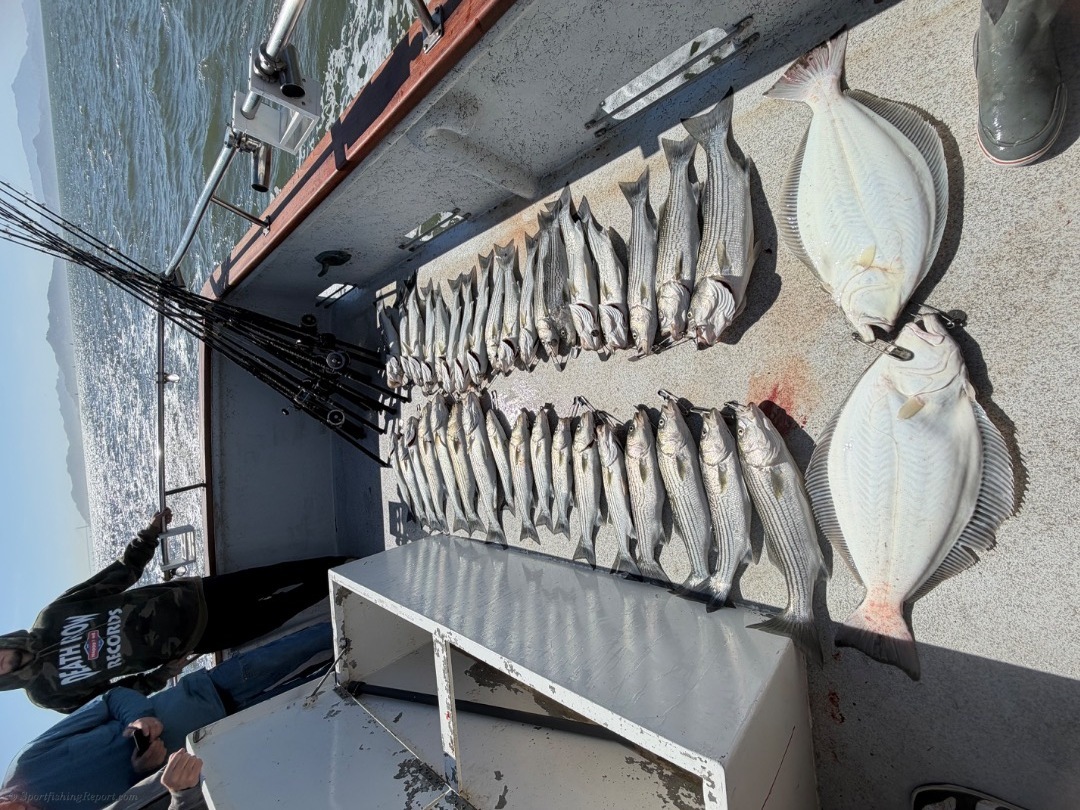 Striped bass and halibut