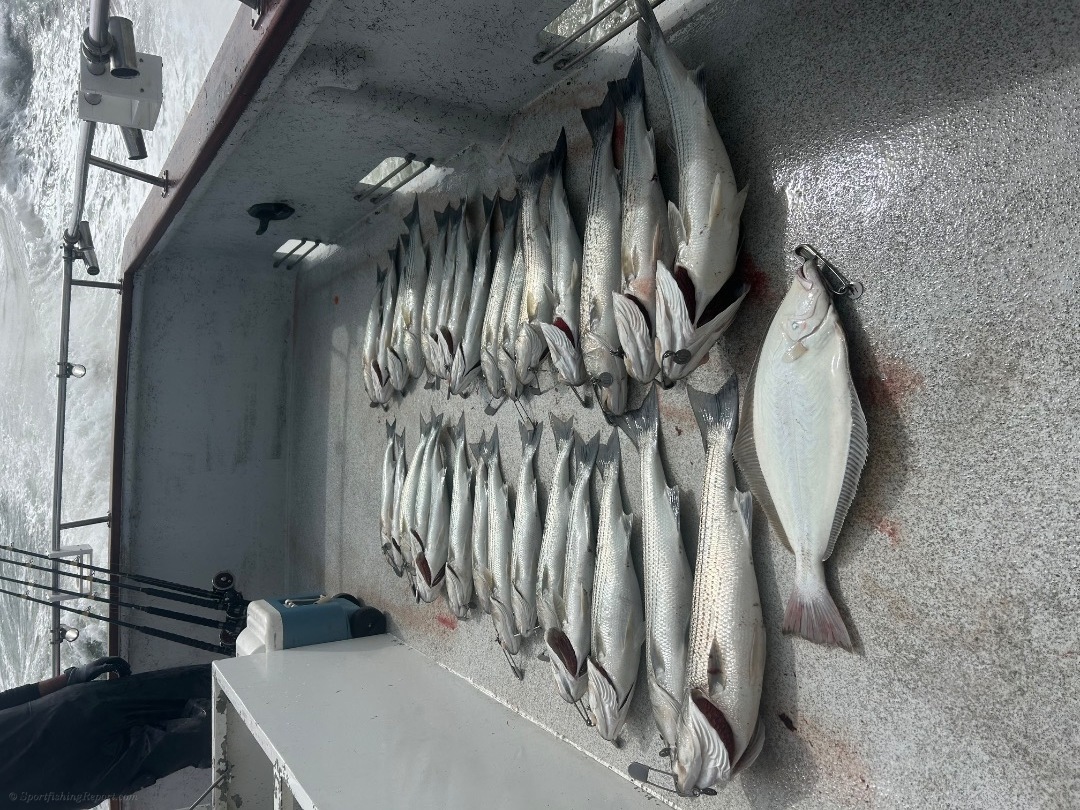 Bass and Halibut