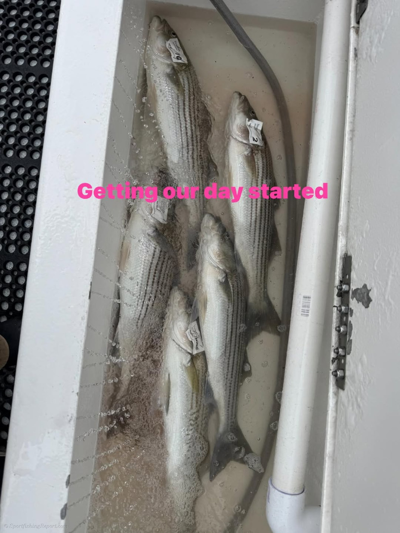 Saturday saw nice action on quality striped bass up to 10 pounds