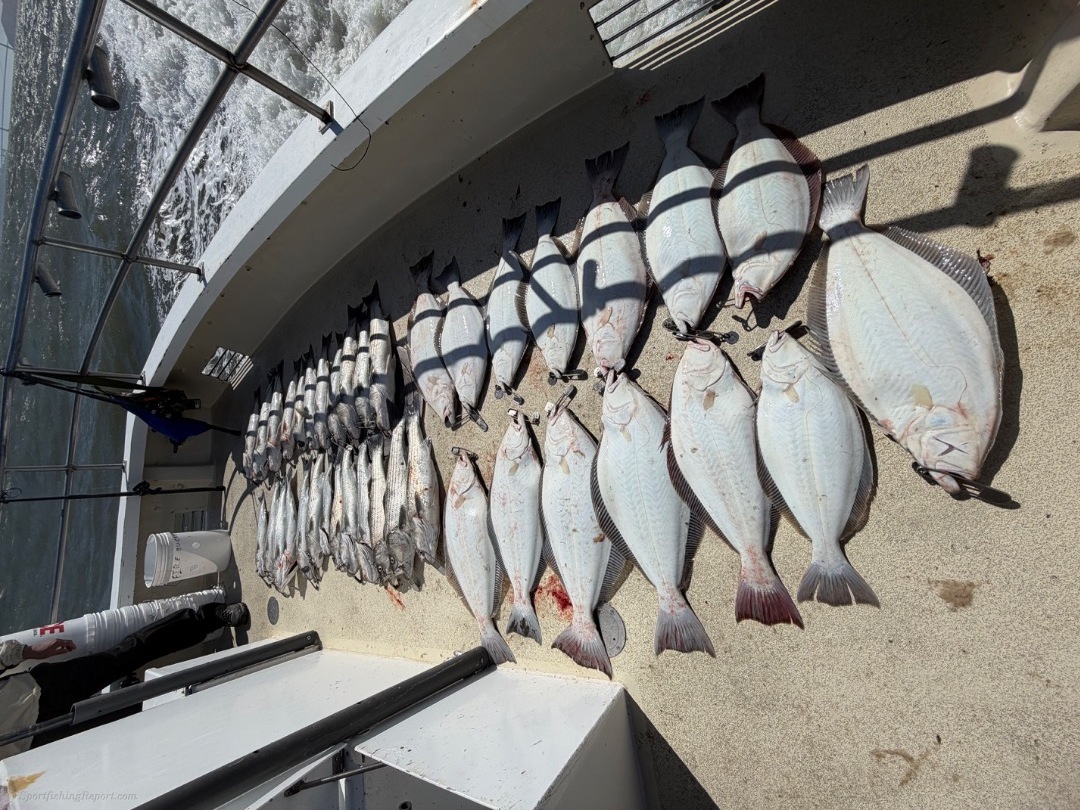 Bass and halibut action