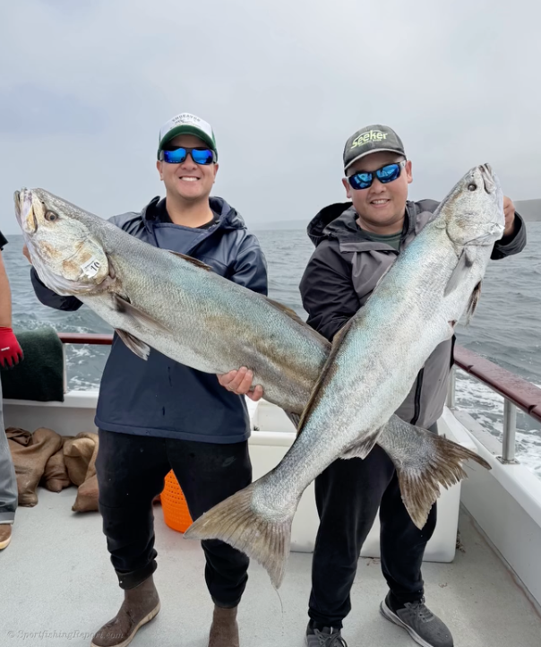 WSB up to 50 lbs. 