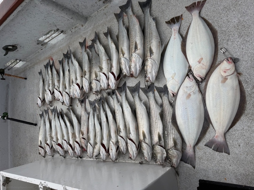 Striped Bass Limits