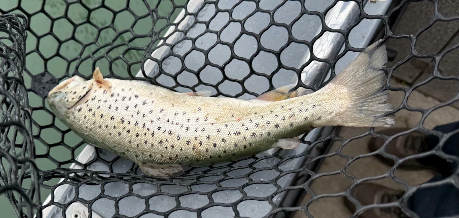 17 inch Brown