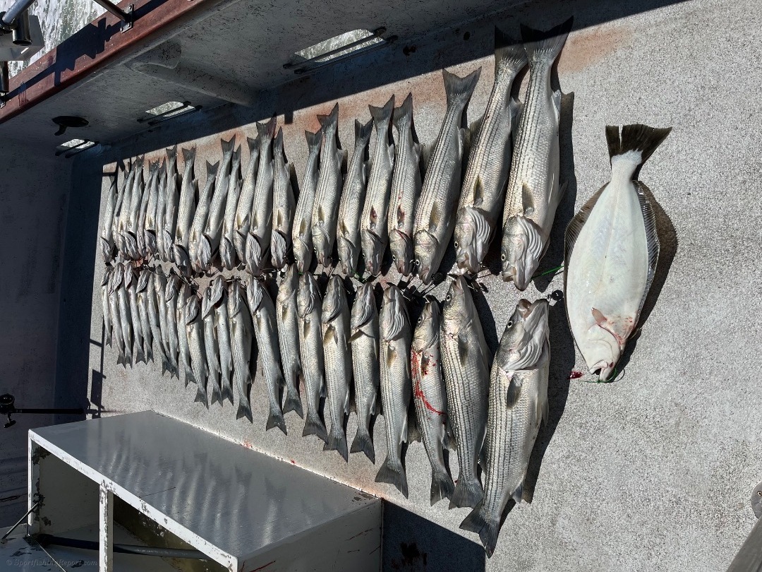 Striped bass and halibut