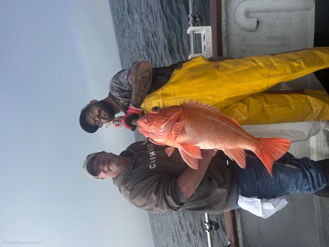 Lingcod/rockfish/striped bass