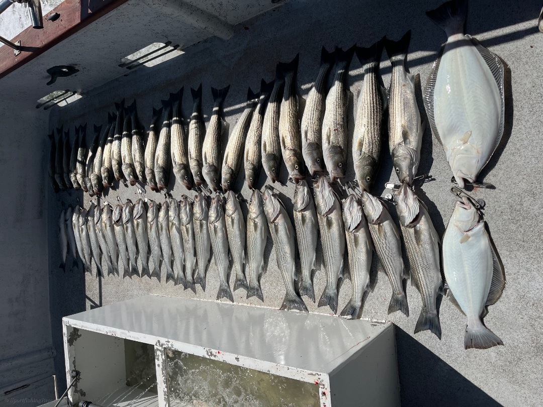Bass and halibut