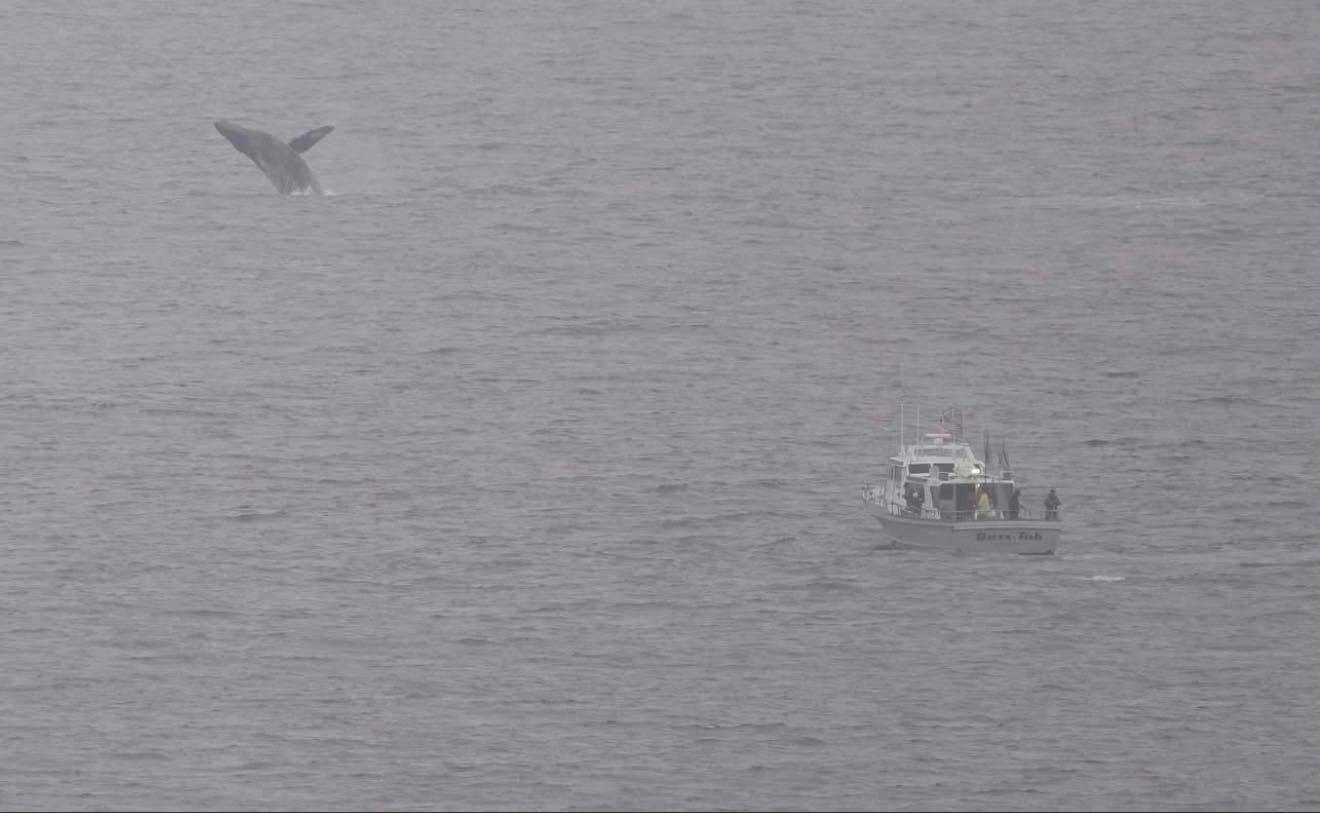 Phenomenal coastal fishing