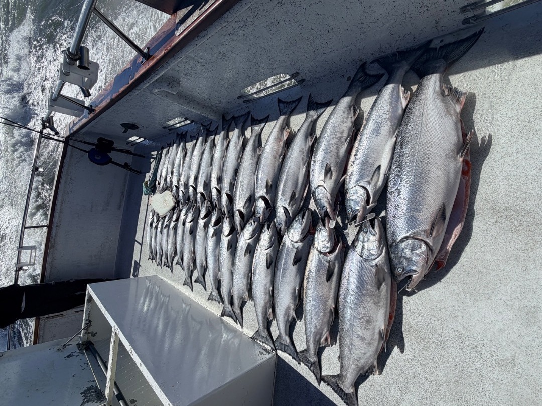 King salmon trolling 