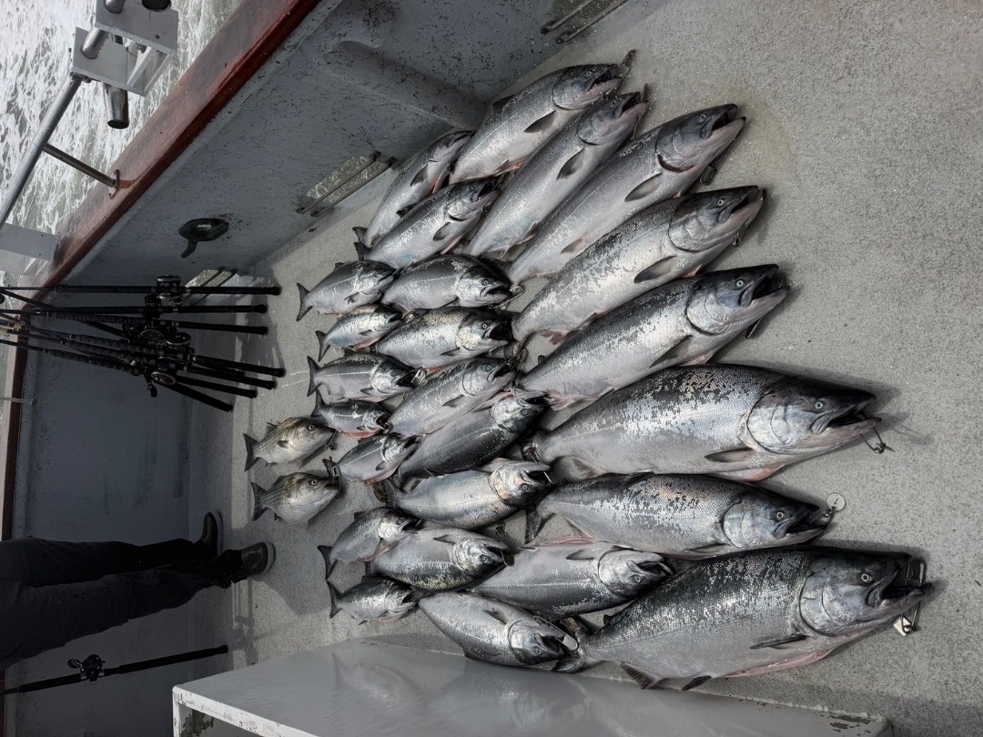 King Salmon 