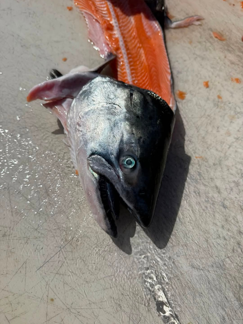 LIMITS of salmon today!