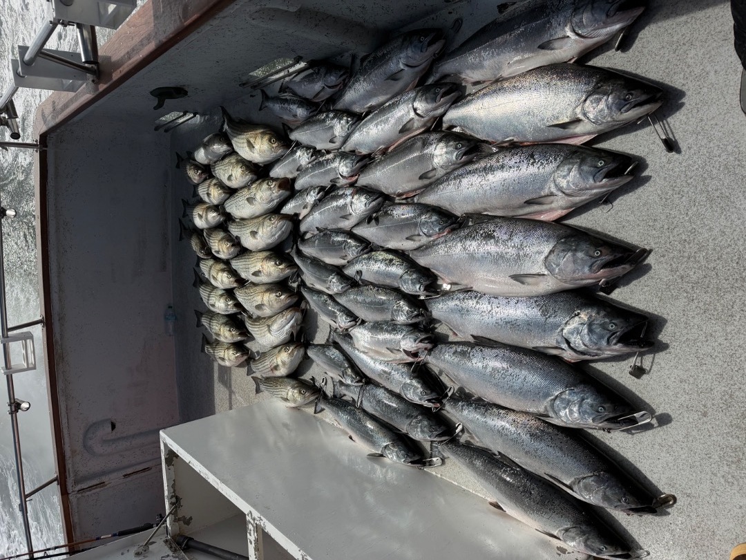 Salmon and Bass