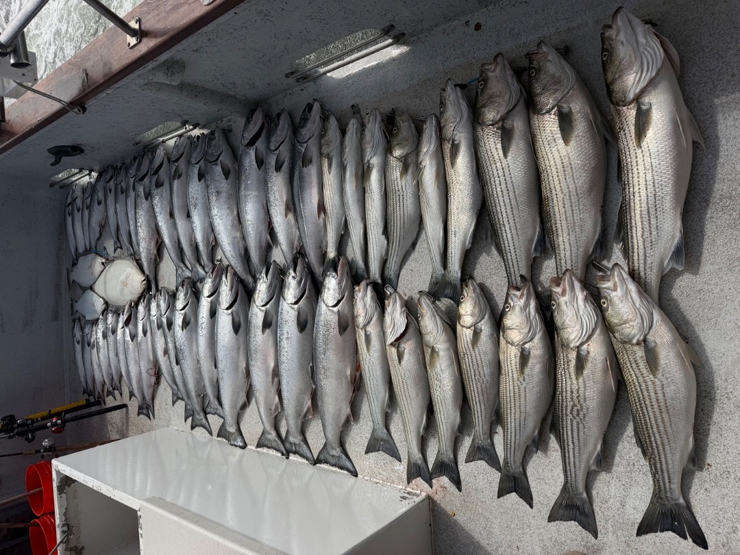 Salmon, Bass and Halibut