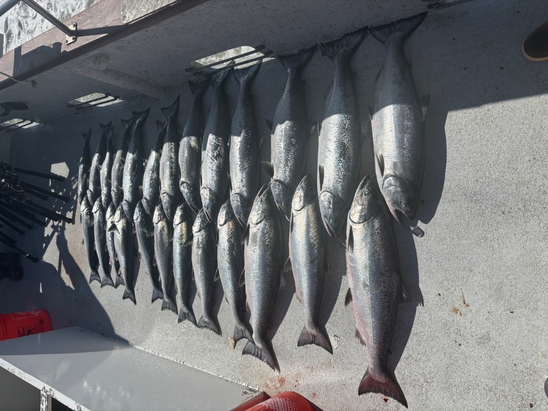 Salmon trolling