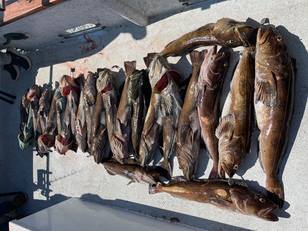 Faralon islands rockfish and lingcod
