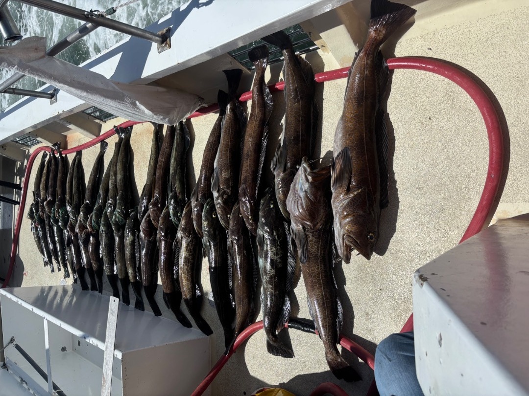 Wide open lingcod