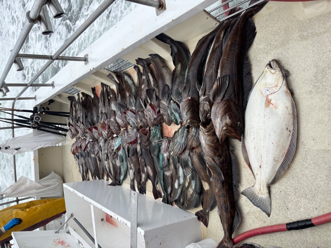 48 Lingcod