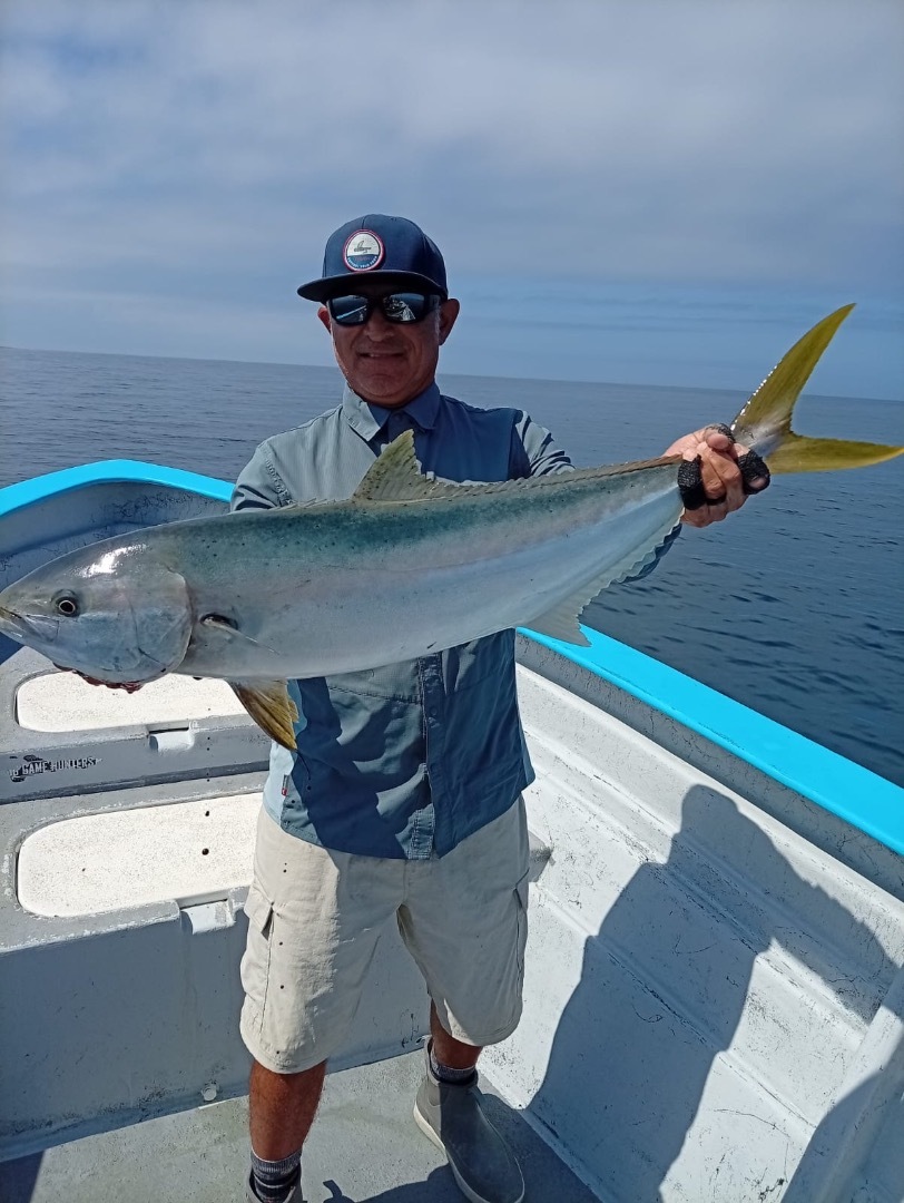 The Yellowtail bite is on. 