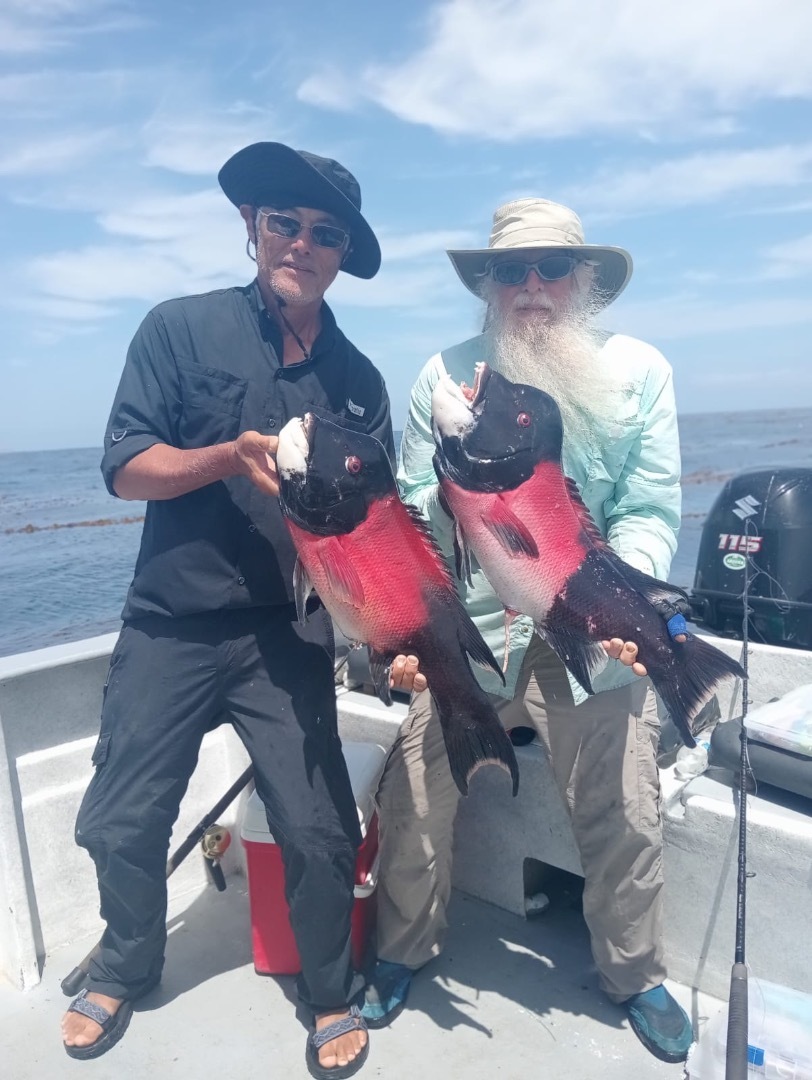 Sheephead! 