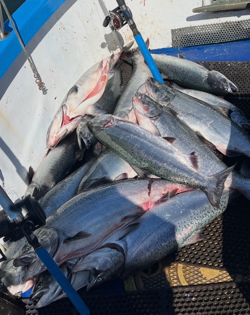 Piggy Salmon