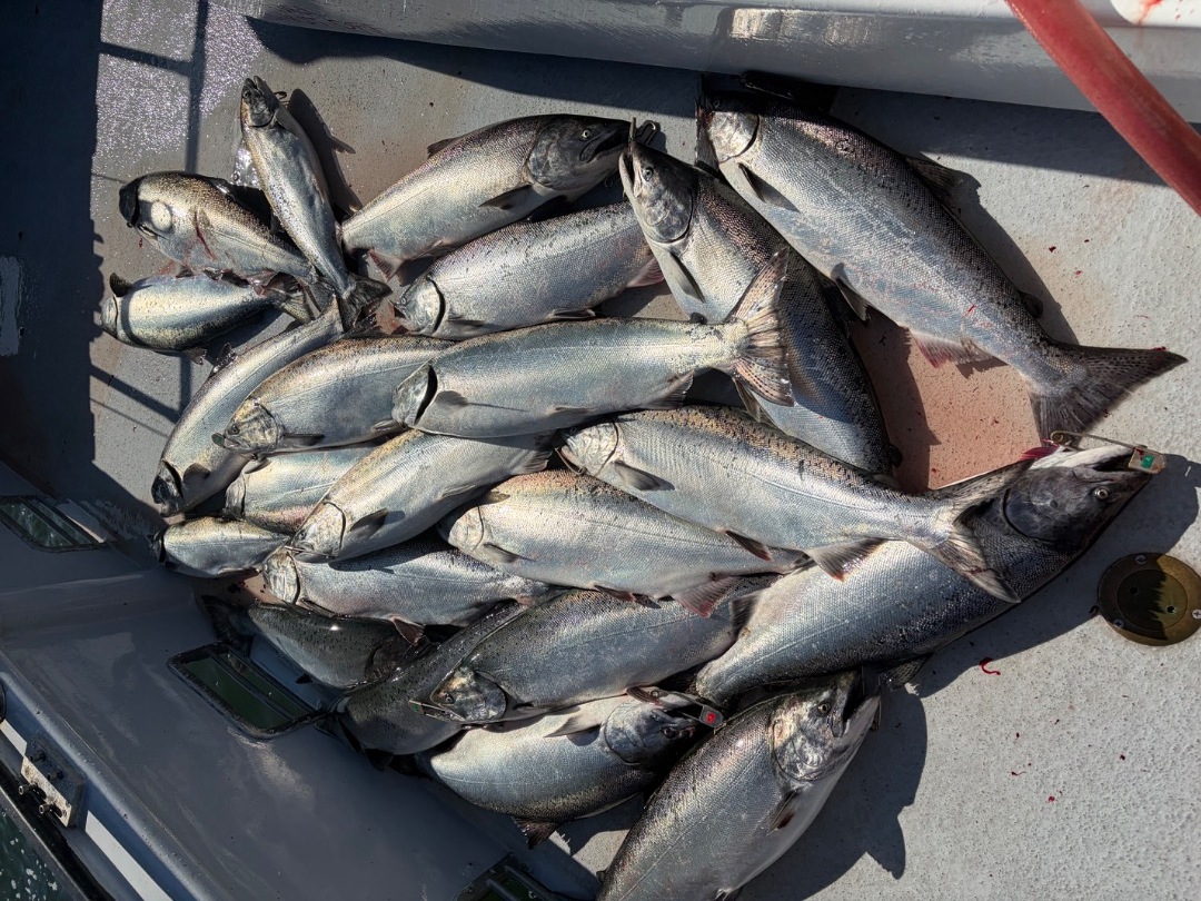 Salmon limits 